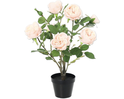 Tufe de trandafiri în ghiveci negru