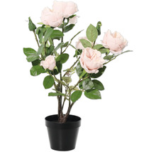 Trandafir în ghiveci pentru interior