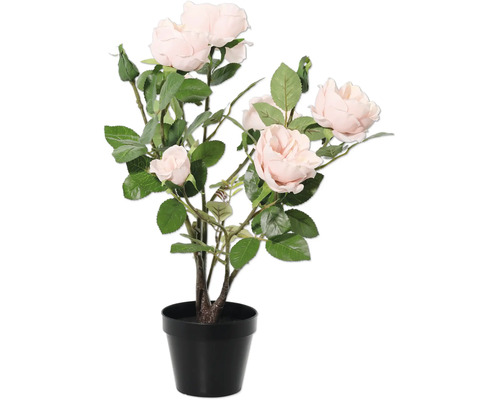 Trandafir în ghiveci pentru interior