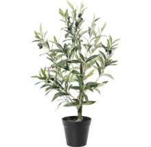 Măslin în ghiveci ca plantă de interior