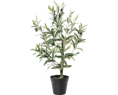 Măslin în ghiveci ca plantă de interior
