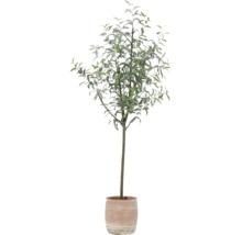 Arbore ornamental în ghiveci pentru interior