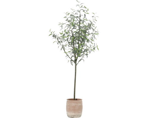 Arbore ornamental în ghiveci pentru interior