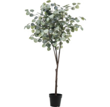 Eucalipt în ghiveci ca decorațiune