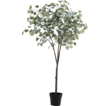 Eucalipt în ghiveci