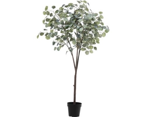 Eucalipt în ghiveci