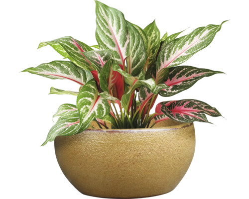 Ghiveci flori glazurat ceramică Ø 34 cm H 17 cm maro mokka | HORNBACH