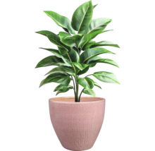 Plantă de interior în ghiveci