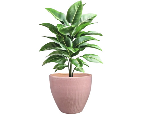 Plantă de interior în ghiveci