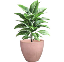 Plantă de interior într-un ghiveci