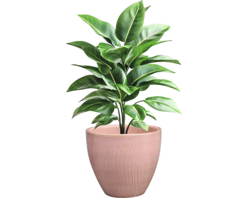 Plantă de interior într-un ghiveci