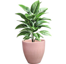 Plantă de interior în ghiveci