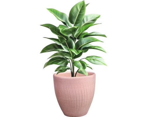 Plantă de interior în ghiveci