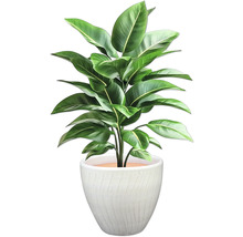 Plantă de interior cu frunze verzi într-un ghiveci