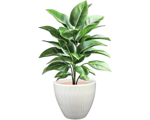 Plantă de interior cu frunze verzi într-un ghiveci