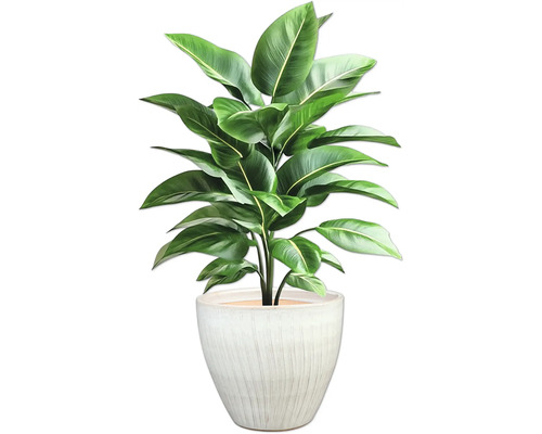 Plantă de interior în ghiveci