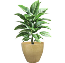 Plantă de interior în ghiveci