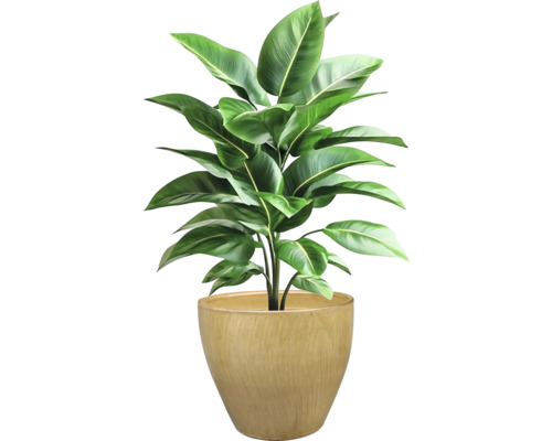 Plantă de interior în ghiveci