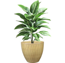 Plantă de interior în ghiveci