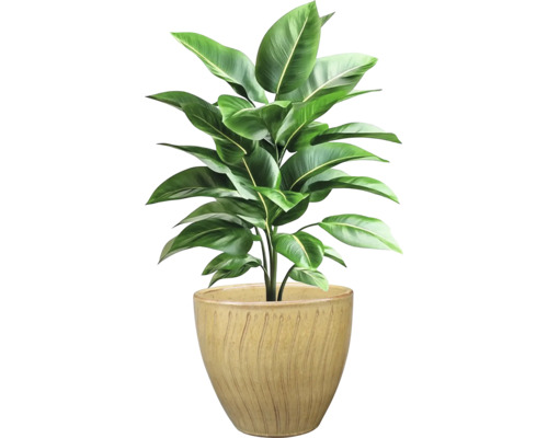 Plantă de interior în ghiveci