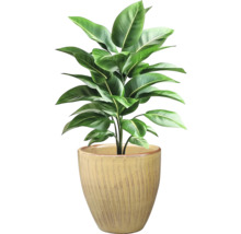 Plantă de interior cu frunze verzi într-un ghiveci