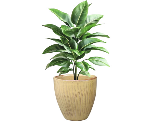 Plantă de interior cu frunze verzi într-un ghiveci