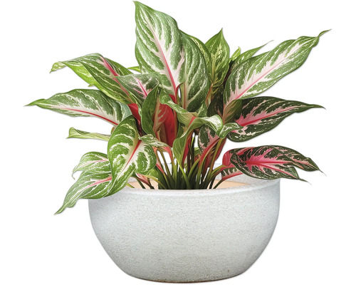 Plantă de interior Aglaonema într-un ghiveci