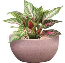 Stuf chinezesc într-o jardinieră