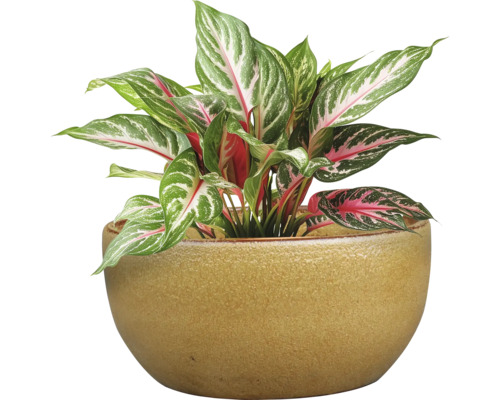 Trestie chinezească în ghiveci ceramic ca plantă de interior