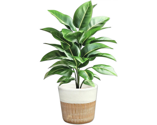 Strelitzia în ghiveci pentru interior