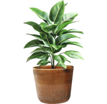 Plantă de interior într-un ghiveci