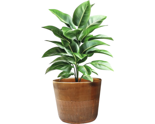 Plantă de interior într-un ghiveci