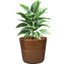 Plantă de interior în ghiveci