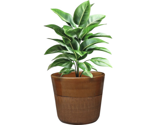 Plantă de interior în ghiveci