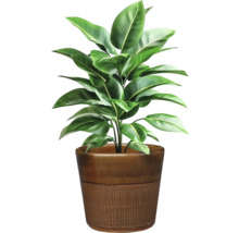 Plantă de interior în ghiveci