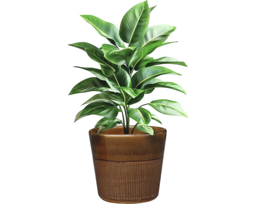 Plantă de interior în ghiveci