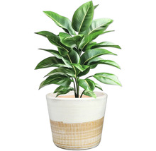 Plantă de interior cu frunze verzi într-un ghiveci