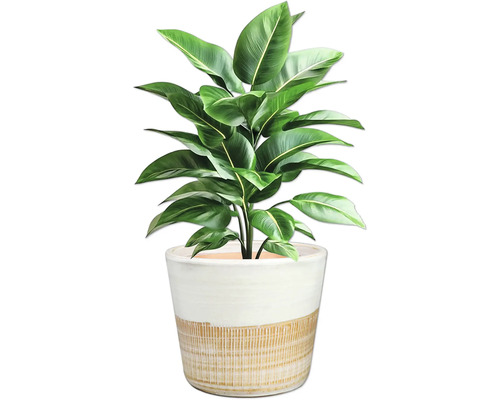 Plantă de interior cu frunze verzi într-un ghiveci