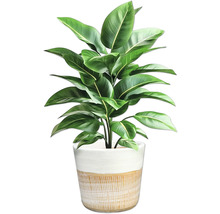 Plantă de interior în ghiveci