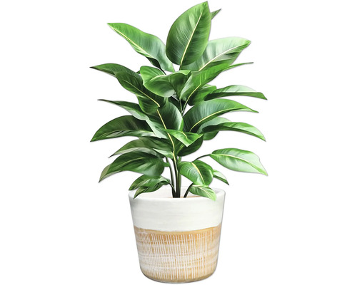 Plantă de interior în ghiveci