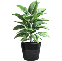 Plantă de interior într-un ghiveci