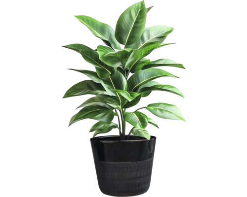 Plantă de interior într-un ghiveci