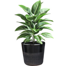 Plantă de interior în ghiveci