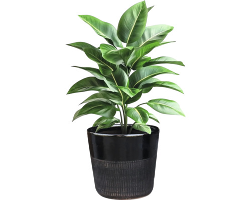 Plantă de interior în ghiveci