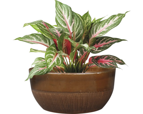 Ghiveci flori ceramică Ø 44 cm H 21 cm maro miere | HORNBACH Ghiveci flori ceramică Ø 44 cm H 21 cm maro miere | HORNBACH