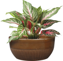 Stuf chinezesc în ghiveci