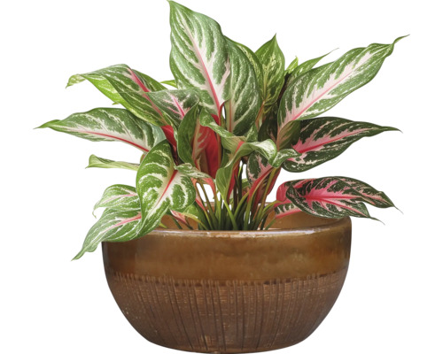 Ghiveci flori ceramică Ø 34 cm H 17 cm maro miere | HORNBACH