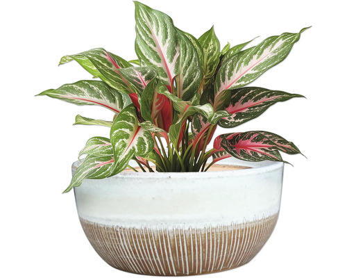 Aglaonema plantă de apartament într-un ghiveci