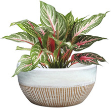 Stuf chinezesc în ghiveci