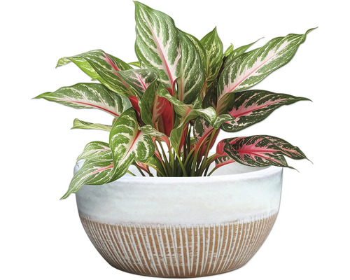 Stuf chinezesc în ghiveci